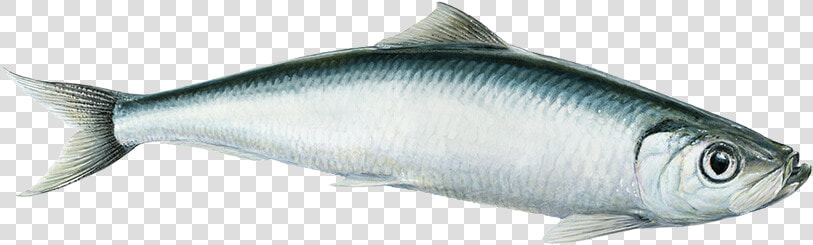 Herring  HD Png DownloadTransparent PNG