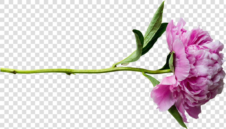 Peonies Png Transparent   Peony Png Transparent  Png DownloadTransparent PNG