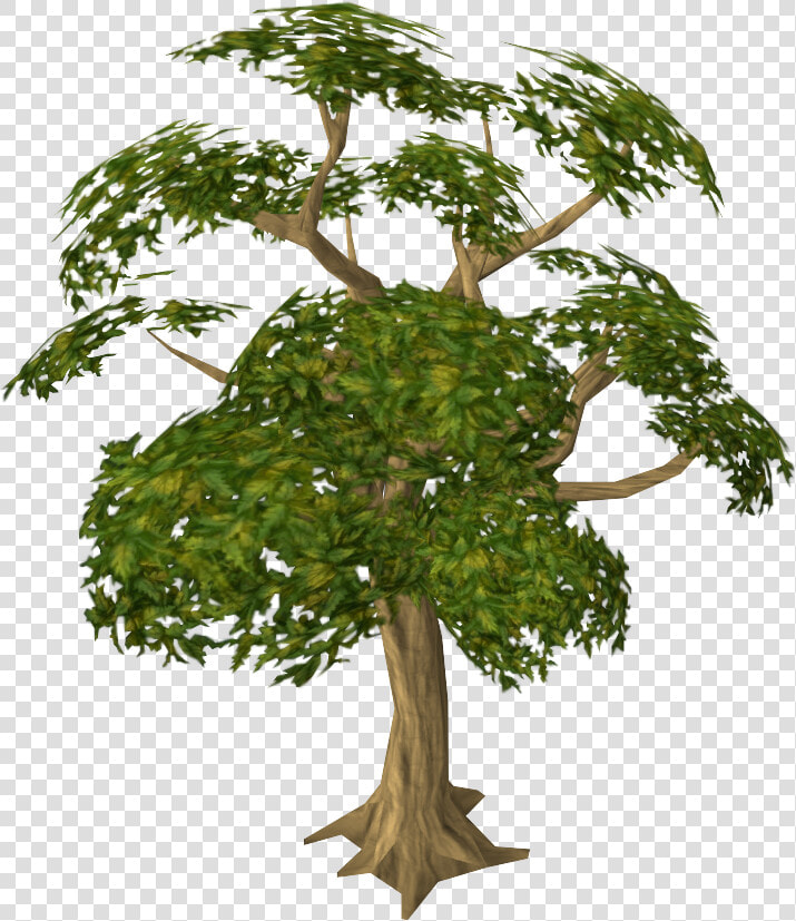 Mahogany Tree  HD Png DownloadTransparent PNG