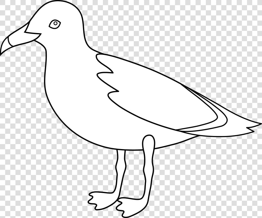 Gulls Bird Drawing Clip Art   Gull  HD Png DownloadTransparent PNG