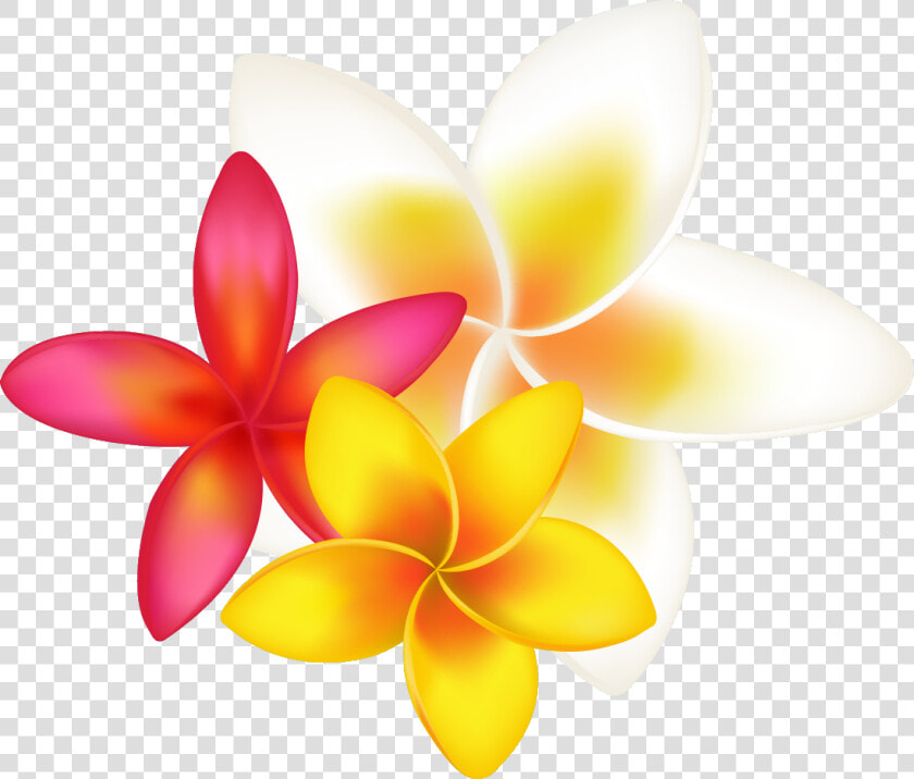 Tropical Flower Clipart Png Transparent Png   Png Download   Orange Tropical Flower Drawing  Png DownloadTransparent PNG