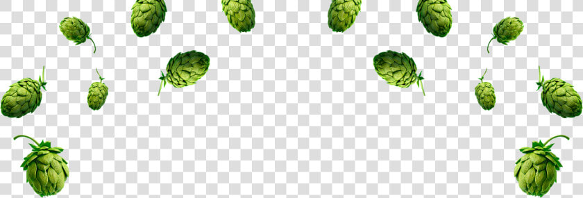 Skol Hops Lupulos   Png Download   Lupulo Png  Transparent PngTransparent PNG