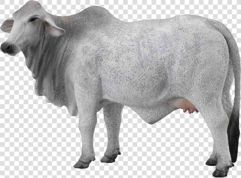 Cow Png Free Images   Transparent Background White Cow Png  Png DownloadTransparent PNG