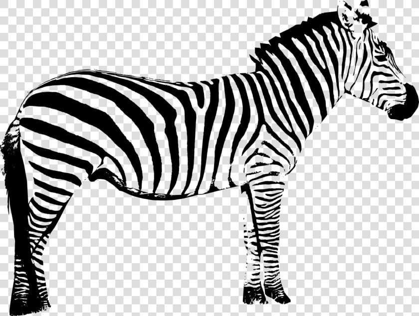 Vector Graphics Clip Art Zebra Silhouette Illustration   Zebra Clip Art Black And White  HD Png DownloadTransparent PNG