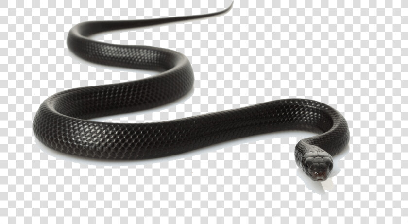 Transparent Cobra Snake Png   Snakes In Madhya Pradesh  Png DownloadTransparent PNG