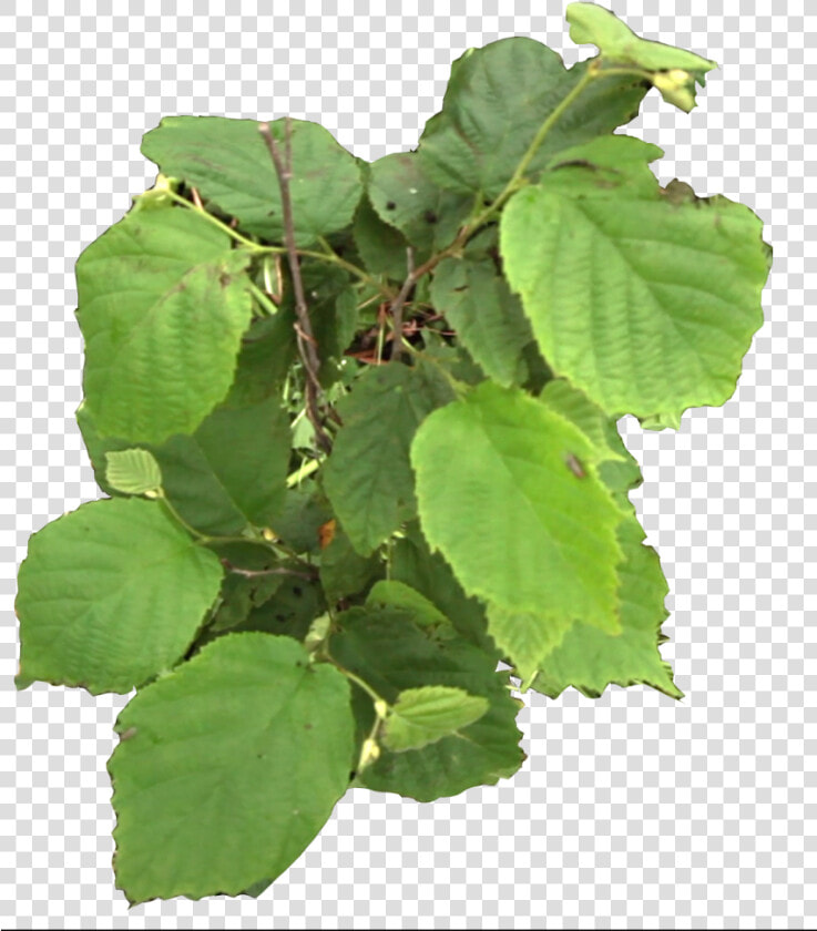 Canoe Birch  HD Png DownloadTransparent PNG