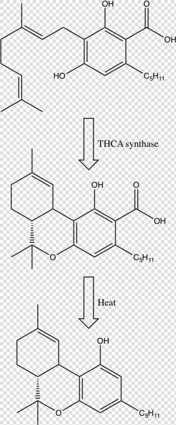 Gardner Thc Pic2   Precursors To Thc  HD Png DownloadTransparent PNG