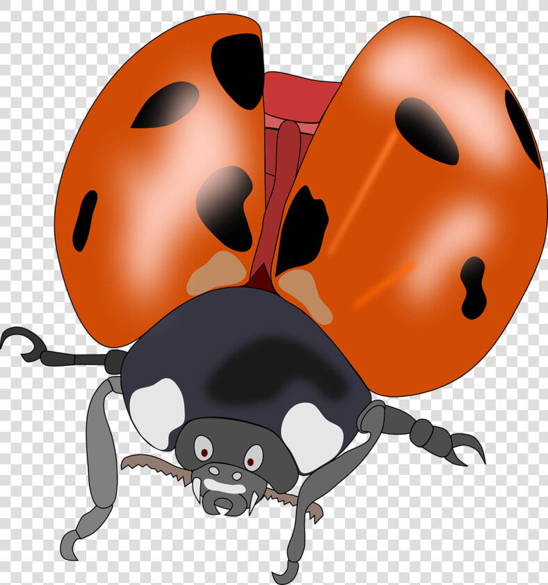 Beetle  Bug  Insect  Lady Bug  Ladybug  Nature   Kumbang Merah Hitam Terbang  HD Png DownloadTransparent PNG