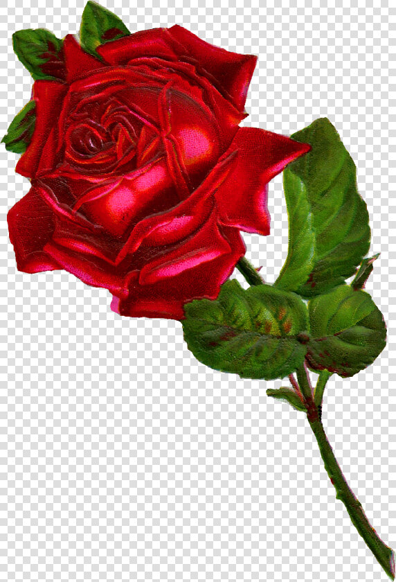 Rose Digital Clip Art   Clipart Vintage Red Rose  HD Png DownloadTransparent PNG