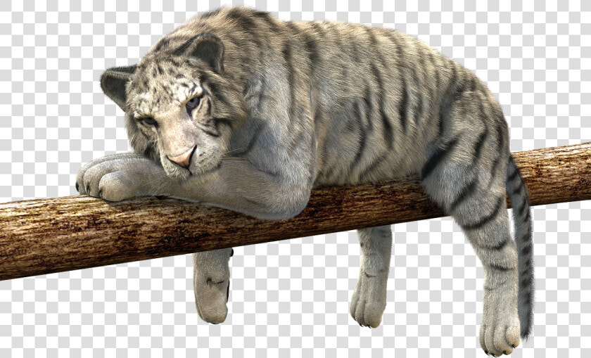 Earth Tiger Feng Shui  HD Png DownloadTransparent PNG