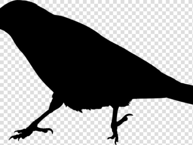 Raven Clipart Raven Bird   Crow Meaning In Hindi  HD Png DownloadTransparent PNG