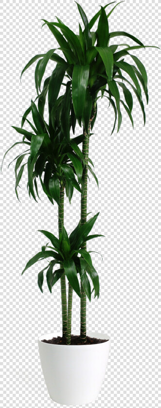 Dracaena Lisa Cane  HD Png DownloadTransparent PNG