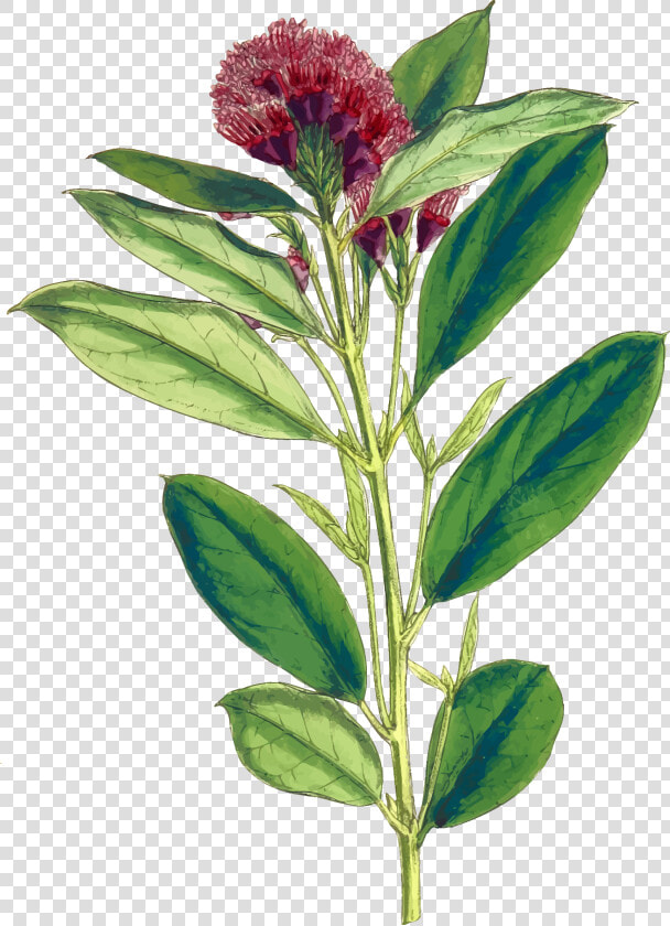 Dwarf Red Combretum Clip Arts   Impatiens  HD Png DownloadTransparent PNG