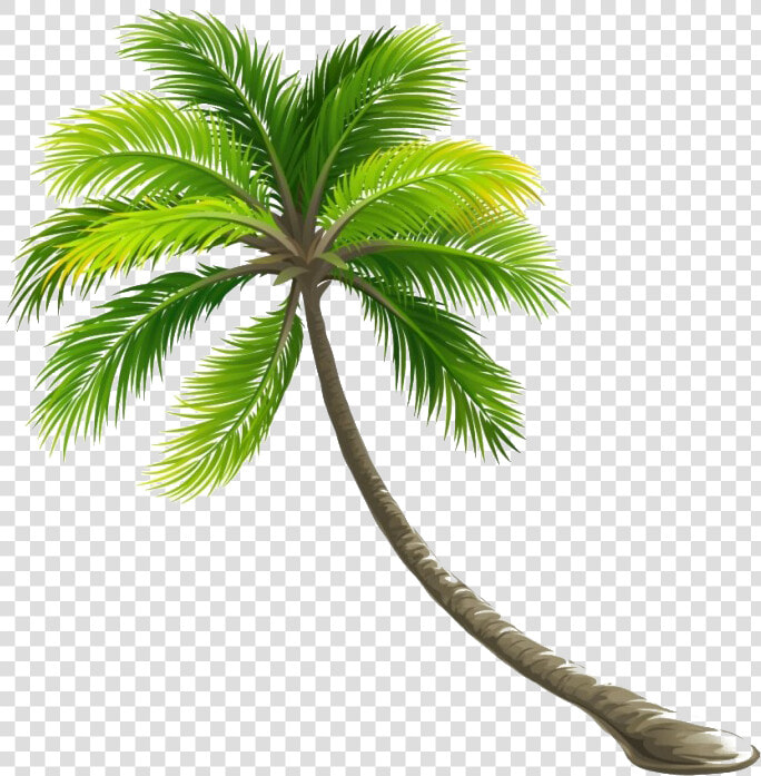 Coconut Tree Png File   Transparent Coconut Tree Png  Png DownloadTransparent PNG