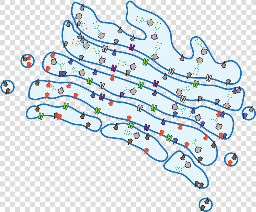 Illustration   Glycosylation In Golgi Apparatus  HD Png DownloadTransparent PNG