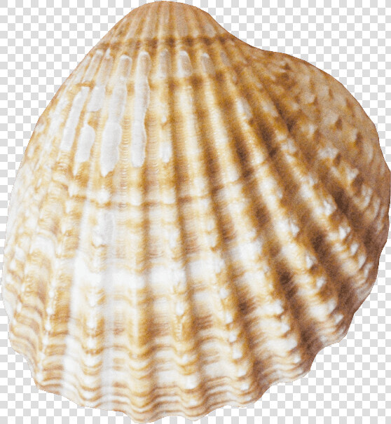 Conch   Pink Seashell Png  Transparent PngTransparent PNG