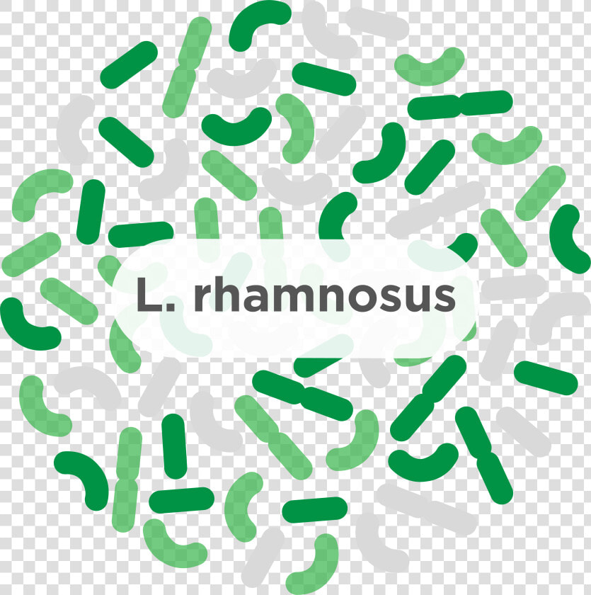 Probiotic Lactobacillus Plantarum  HD Png DownloadTransparent PNG