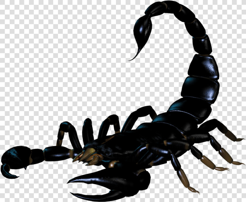 Black Scorpio Png Pic   Скорпион Пнг  Transparent PngTransparent PNG