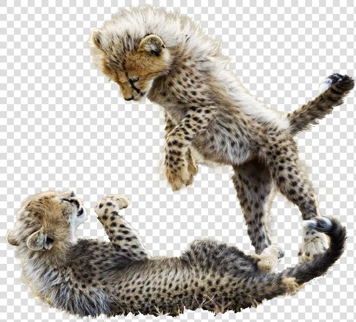 Cheetah   Png Download   Cheetah Babies Playing  Transparent PngTransparent PNG