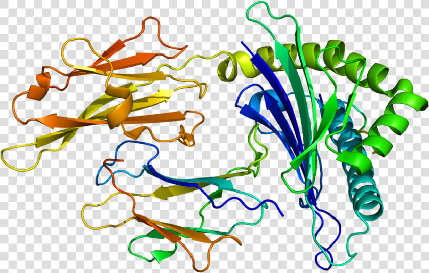 Human Leukocyte Antigen Hla Protein  HD Png DownloadTransparent PNG