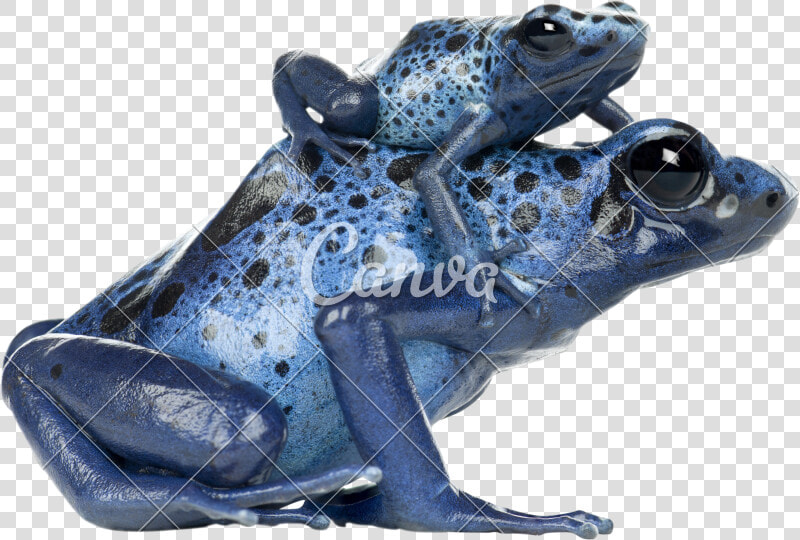 Poison Dart Frog Transparent Png  Png DownloadTransparent PNG