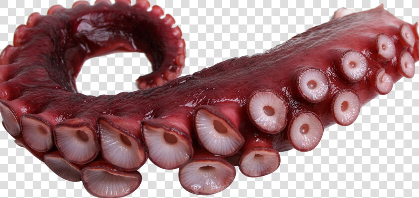  tentacle  octopus  freetoedit   Octopus Tentacles Png  Transparent PngTransparent PNG