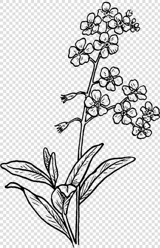 Flower Sketch Png   Forget Me Not Flower Drawing  Transparent PngTransparent PNG