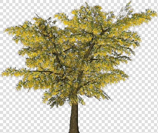 3d Trees   Mimosa   Acca Software   Mimosa Tree Png  Transparent PngTransparent PNG