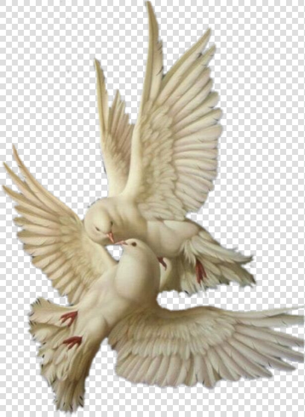  art  pigeon  paloma  aesthetic   Angelic Aesthetic Png  Transparent PngTransparent PNG