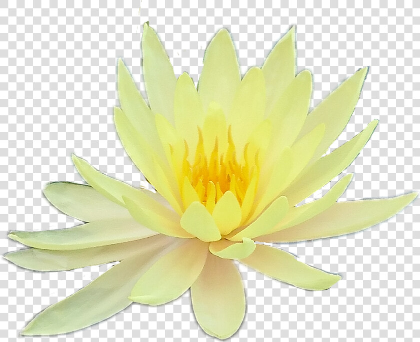 Flower Flowers Yellow Aesthetic Tumblr Png Yellow Aesthetic   Sacred Lotus  Transparent PngTransparent PNG