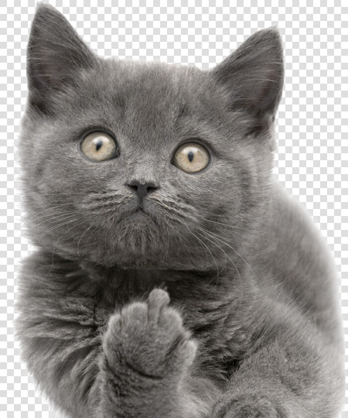 Cats Png Free Images   Cat Pulling Middle Finger  Transparent PngTransparent PNG