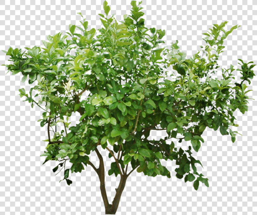 Tree Bush Png   Png Download   Bush Cut Out Png  Transparent PngTransparent PNG