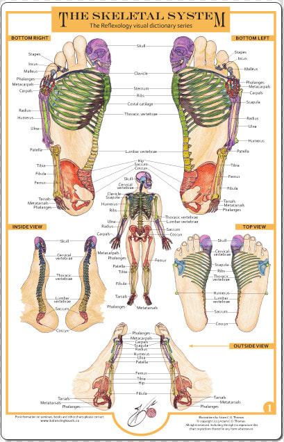 Reflexology Of The Foot The Skeletal System  HD Png DownloadTransparent PNG