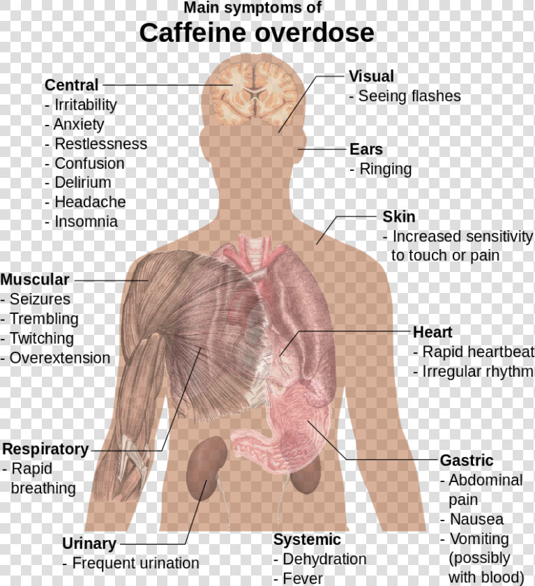 Main Symptoms Of Caffeine Overdose  HD Png DownloadTransparent PNG