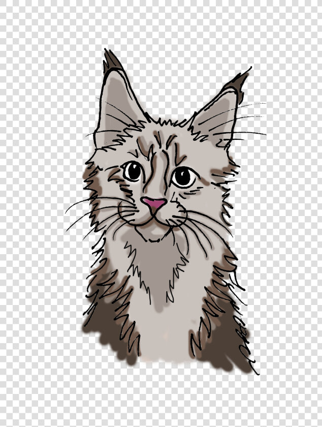 Main Coon Katze Cartoon  HD Png DownloadTransparent PNG