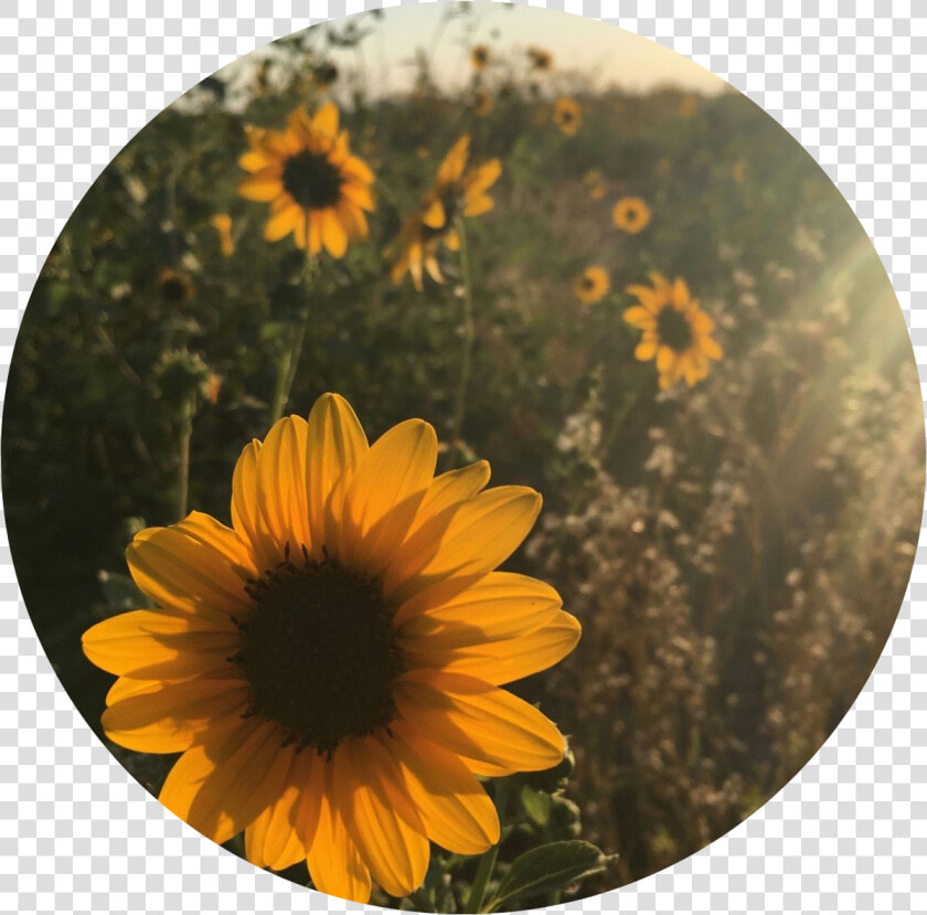  sun  flower  tumblr  vintage  yellow  sunflower  vintage   Aesthetic Sunflowers  HD Png DownloadTransparent PNG