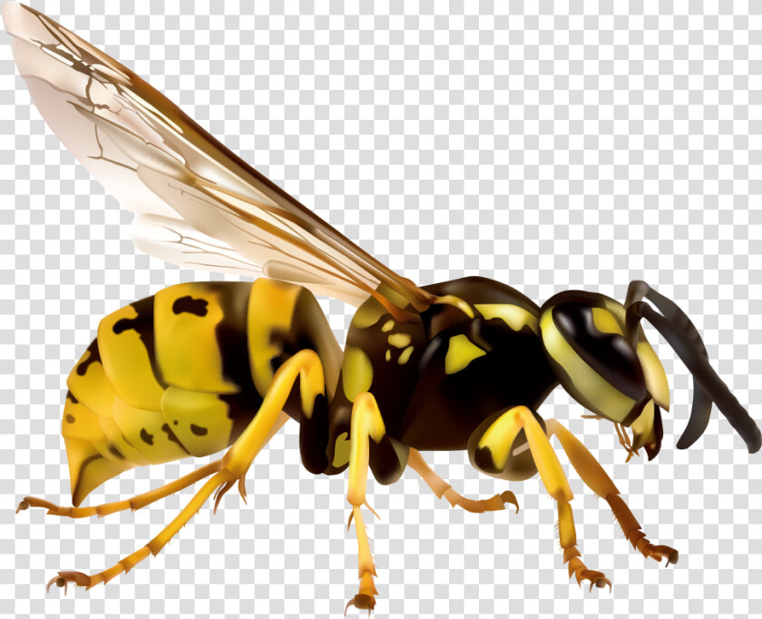 Wasp Png   Japanese Giant Hornet Png  Transparent PngTransparent PNG