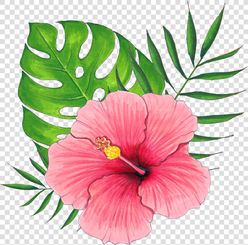 Hand Painted A Hibiscus Flower Png Transparent   Hawaiian Flowers Transparent Background  Png DownloadTransparent PNG