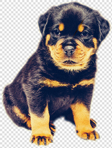 Rottweiler Dog  HD Png DownloadTransparent PNG