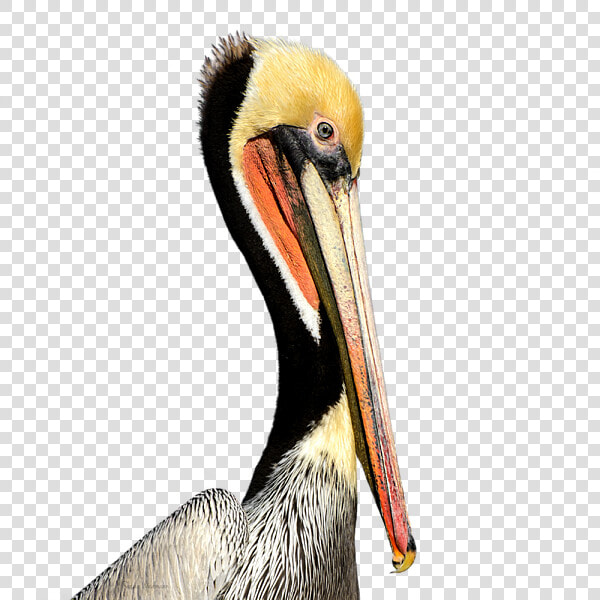 Pelican Products Beak Neck Animal   Brown Pelican  HD Png DownloadTransparent PNG