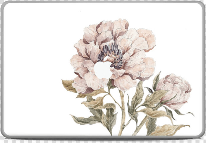 Peony Light Pink Skin Macbook Pro 17”   Common Peony  HD Png DownloadTransparent PNG