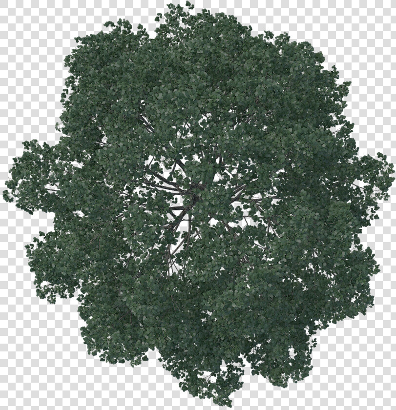 Pin By Diamond Cappy   Photoshop Trees Plan Png  Transparent PngTransparent PNG