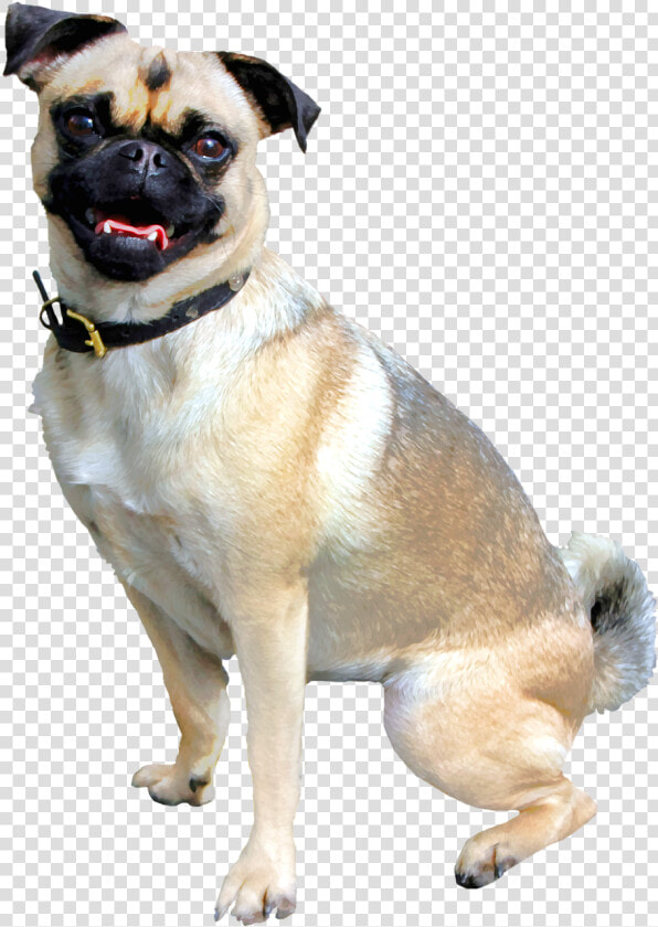 Vendaje Para Perros  HD Png DownloadTransparent PNG