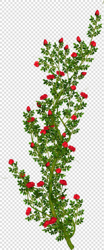 Rosebush Clipart   Transparent Rose Tree Png  Png DownloadTransparent PNG