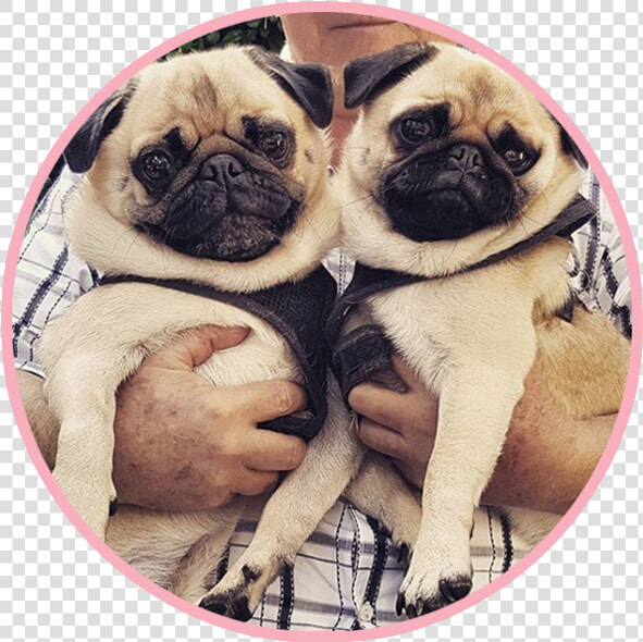 Pikeletthepug 4   Pug   Pug  HD Png DownloadTransparent PNG