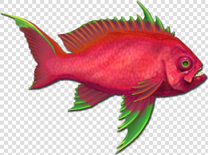 Pirates Online Wiki   Bony fish  HD Png DownloadTransparent PNG