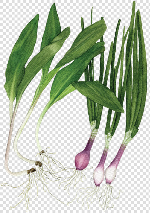 Ramps Spring Onions  HD Png DownloadTransparent PNG