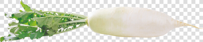 White Radish Free Png   Png Transparent Radish Png  Png DownloadTransparent PNG