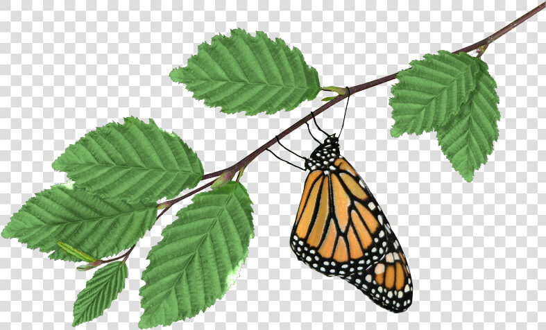 Monarch On Branch Transparent Png Image   Monarch Butterfly  Png DownloadTransparent PNG