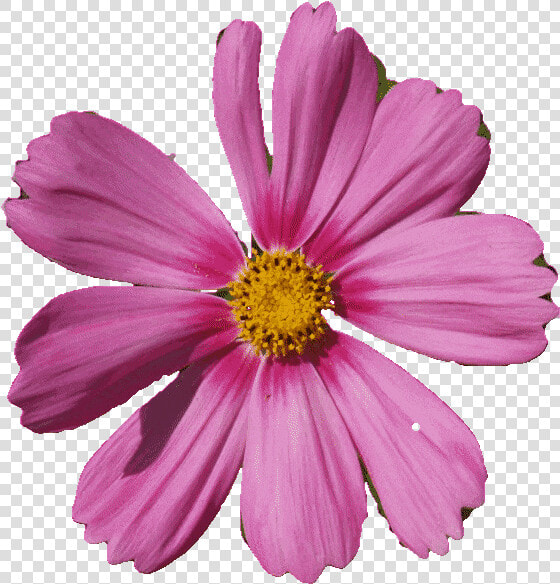 Flor Gif Con Movimiento  HD Png DownloadTransparent PNG